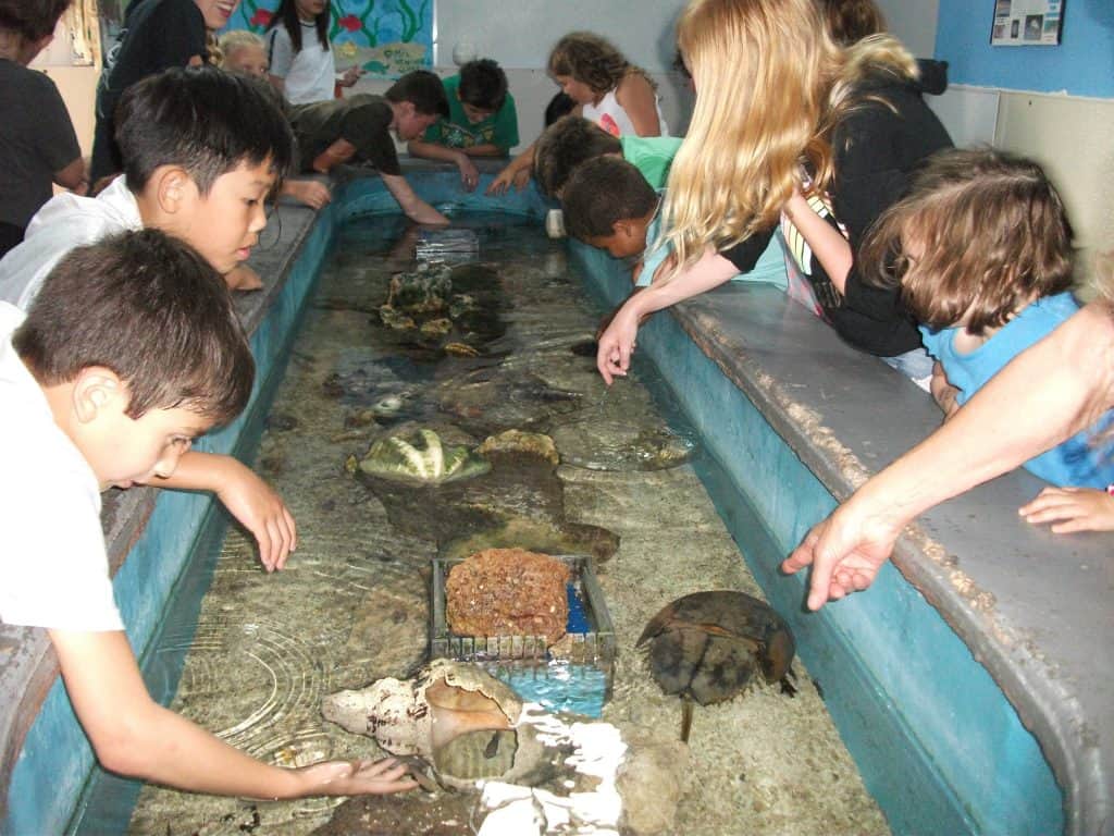 Marine Biology Week at Summer Camp a Big Hit! CLC Tutoring